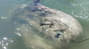 Луна-рыба весом более тонны заблокировала канал в Венеции