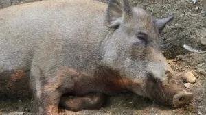 Как чернобыльская радиация спустя 40 лет убивает кабанов в Германии