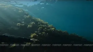 Во время спорного эксперимента в океан вылили 65 тысяч литров химикатов