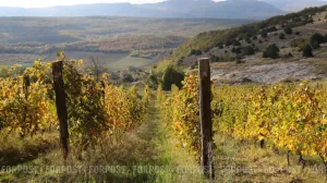 Севастополь наращивает виноградники несмотря на уже рекордные площади