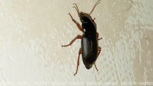 Жуки-шпионы: что известно о новой разработке для НАТО