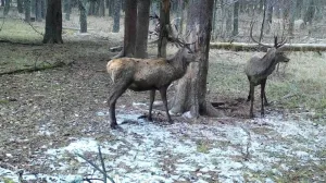 В крымских заповедниках в три раза увеличилось число животных
