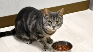 Почему кошки не доедают даже вкусный корм - ответили японские учёные