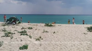 Колючая охранница песчаных пляжей западного Крыма исчезает из-за отдыхающих