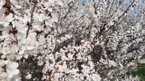 Крымское предприятие отсудило почти 4 миллиона у самоуправца с бензопилой