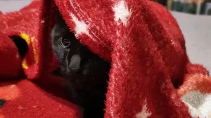 Как успокоить питомцев во время воздушных атак