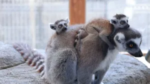 Кенгуру, лемуры и антилопы устроили в Крыму экзотический бэби-бум 