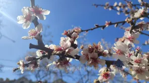 Как крымские поля и сады пережили весенние заморозки 