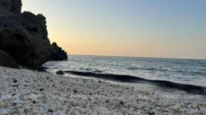 В Азовском море поселился пришелец из Атлантики 