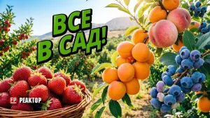 По 500 или по 200: чего ждать от нашего севастопольского урожая в 2026 году — ForPost «Реактор»