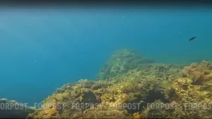 В подводных каньонах засекли следы глубоководного «монстра» 