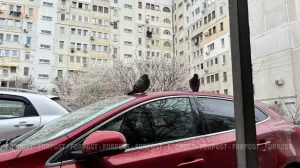 Сбил голубя — не уезжай: адвокат предупредила водителей о последствиях