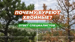 Почему желтеют сосны, ели и кипарисы возле домов и в парках