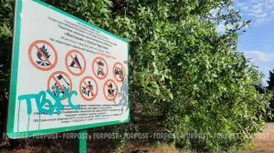 Почти 10 лет борьбы закончились победой для уникальной рощи у моря