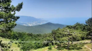 В Крыму обнаружили уникальный гриб 
