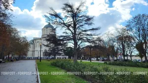 Почему гибнут кедры в центре Севастополя?