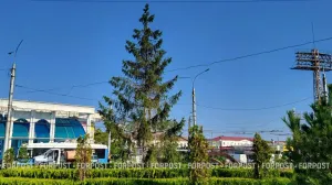 В Севастополе оценили состояние ели, заменившей пластиковую пальму