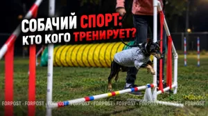 Зачем собакам заниматься спортом? — сюжет ForPost