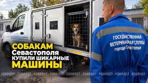 Как отлов безнадзорных собак в Севастополе пытаются сделать более эффективным