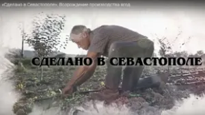 Сделано в Севастополе. Кто заменит советские совхозы?