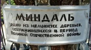 Старый миндаль на Малаховом кургане. Снести нельзя возродить