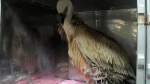 Раненому сипу ищут место в крымских зоопарках