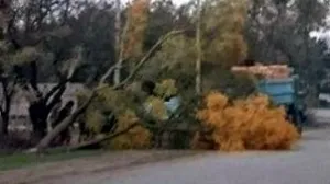 В Севастополе водитель на «Мерседесе» снес дерево, объезжая пешехода