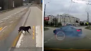 Умный пес и безрассудный водитель вызвали резонанс в Севастополе 
