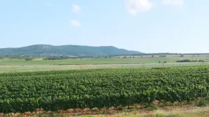 Будет ли в Севастополе свой винный «Октоберфест»