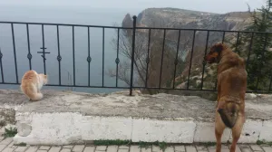 В Севастополе выделят 100 млн рублей на приют для животных