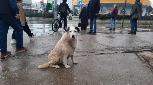 В Севастополе выделили долгожданный участок под приют для животных
