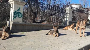 Почему в Севастополе власти не контролируют численность бродячих собак