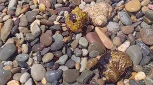 Сколько взыскали за крушение одного из танкеров в Чёрном море