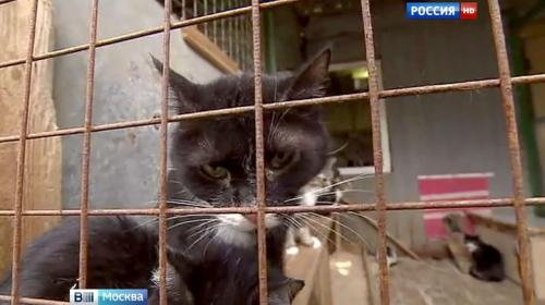 ForPost - В Думу внесен проект закона об усилении наказания за жестокое обращение с животными