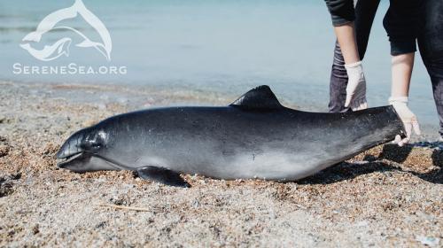 ForPost - Браконьеры массово убивают дельфинов в Чёрном море
