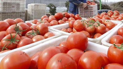 ForPost - Россия сняла ограничение на число поставщиков томатов из Турции