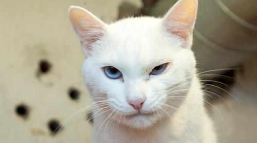 ForPost - В Петербурге пройдет праздник в честь котов, живущих в Эрмитаже