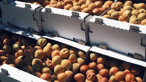 ForPost- Почему Севастополь не увидит собственных абрикосов