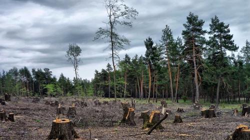 ForPost - Украина является крупнейшим поставщиком контрабандной древесины в ЕС - экологи