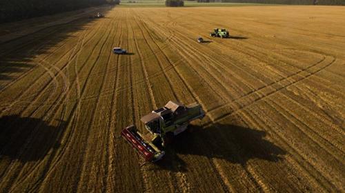 ForPost - Урожай и экспорт зерна из России: соберем меньше, продадим дороже