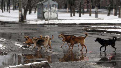 ForPost - Санкт-Петербург выпустит добрых собак из приютов