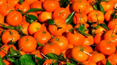 ForPost - Россельхознадзор запретил ввоз 128 тонн апельсинов и мандаринов из Турции