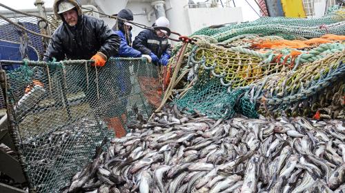 ForPost - Западные санкции привели российскую рыбную отрасль к рекордам