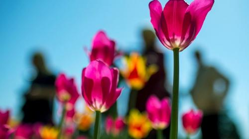 ForPost- Никитский ботанический сад идёт на тюльпановый рекорд