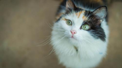 ForPost - В тагильской квартире заперли больше 20 кошек, от голода они начали есть друг друга