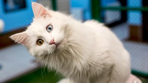 ForPost - Первая в мире вакцина от аллергии на кошек может появиться уже в этом году