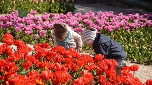 ForPost- Все в сад! В Крыму началось великое цветение тюльпанов