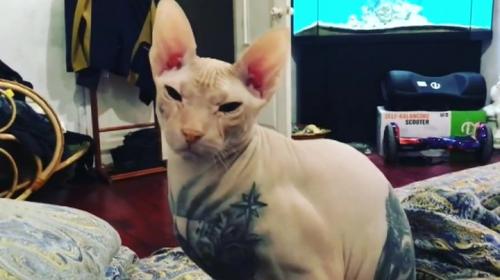 ForPost - ЧП в Екатеринбурге: весь город ищет татуированного кота – звезду Instagram