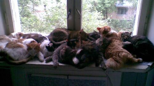 ForPost - Хозяйку 20 кошек заставили прибраться в квартире