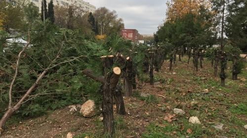 ForPost- Потом будет красиво: в Севастополе спилили полсотни многолетних туй под живую изгородь